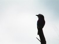 img3200dpi-color48701