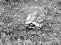 img3200dpi-bw16gs151