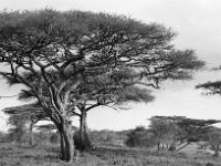 img3200dpi-bw16gs152
