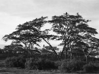 img3200dpi-bw16gs154