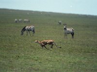 img3200dpi-color48288