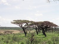 img3200dpi-color48319