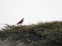 img3200dpi-color48327