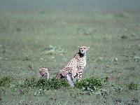 img3200dpi-color48381
