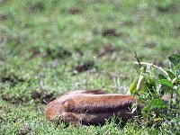 img3200dpi-color48401