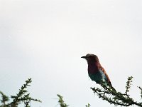 img3200dpi-color48418