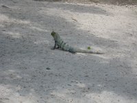 IMG 0152