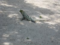 IMG 0153