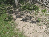IMG 0165