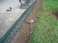 IMG 0237