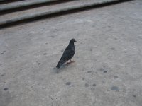 IMG 0238