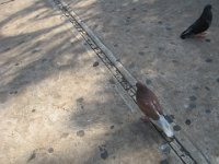 IMG 0244