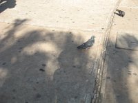 IMG 0247