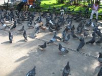 IMG 0258