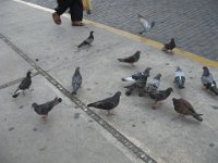 IMG 0261
