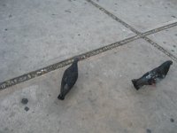 IMG 0278