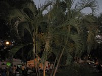 IMG 0290
