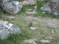 IMG 0384