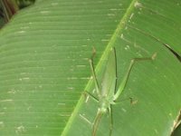 2010 0402costa-rica-20100096