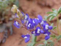 moab-2015- 218