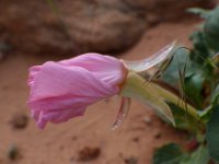moab-2015- 219