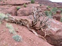 moab-2015- 496