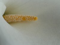 DSC 0617