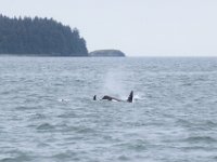 DSC 0402  Orca whales