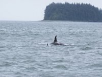 DSC 0408  Orca whales