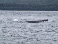 DSC 0435  Humpback whale