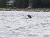 DSC 0463  Humpback whale