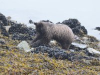 DSC 0513  Brown bear (female/4 years)