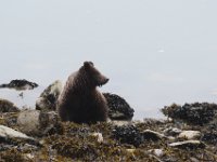 DSC 0520  Brown bear (female/4 years)