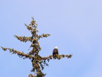 DSC 0533  Bald eagle