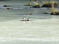 DSC 0562  Common Mergansers (?)