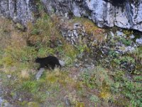 DSC 0649  Black bear