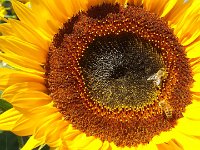 2014-09-07 08-28-20 1