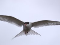 DSC 1728
